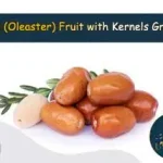 Senjed (Oleaster) Fruit with Kernels Powder | Industrial and Home Grinders Guide